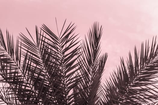 Sun light shines through leaves of palm. Beautiful wanderlust travel journey symbol for vacation trip to southern holiday dream island