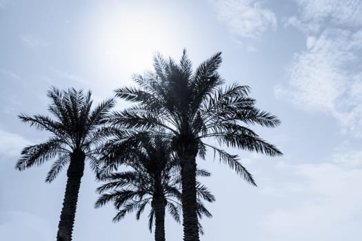 Sun light shines through leaves of palm. Beautiful wanderlust travel journey symbol for vacation trip to southern holiday dream island