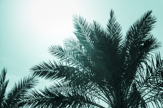 Sun light shines through leaves of palm. Beautiful wanderlust travel journey symbol for vacation trip to southern holiday dream island