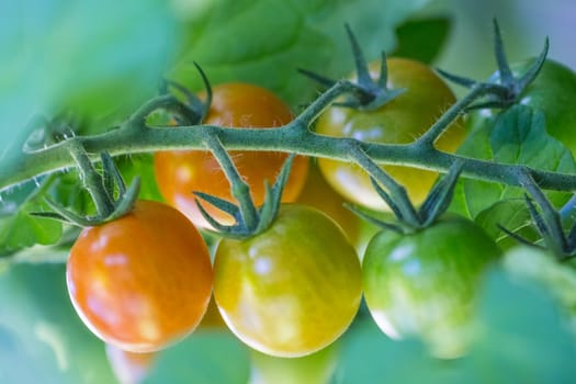 Delicious fresh and juicy vegetables from farming agriculture. Organic nature solanum food with summer plant growth to autumn harvest.