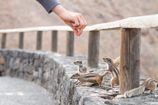 Human hand feeding a squirrel in dry rocky landscape.
