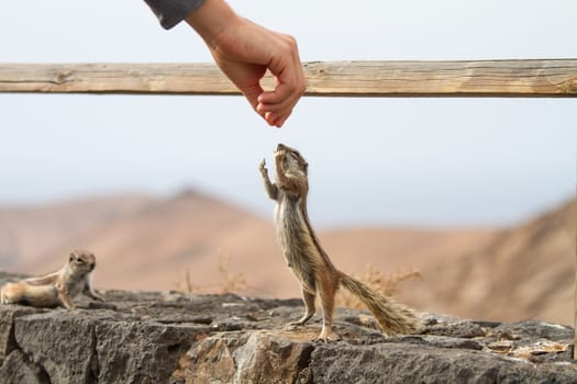 Human hand feeding a squirrel in dry rocky landscape.