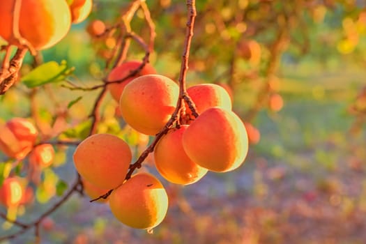 Apricots on apricot tree. Summer fruits. Ripe apricots on a tree branch. Close up. View on apricots during golden hour.