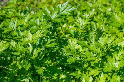 Parsley, or garden parsley (Petroselinum crispum)