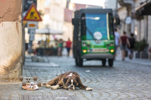 Beautiful german boxer dog wearing red collar, lying outdoors on the street guarding his owner's skateboard.