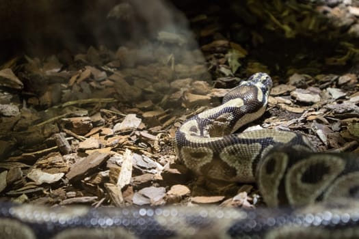 Royal Python snake creeping on jungle ground