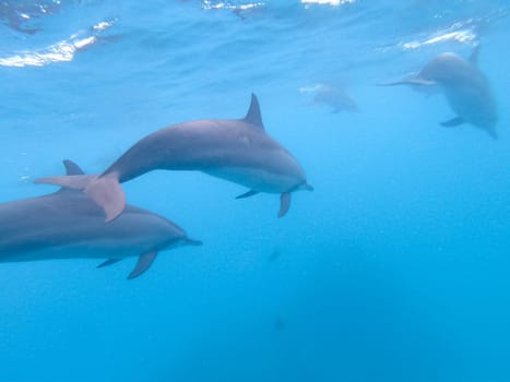 Flock of dolphins playing in the blue water near Mafushi island, Maldives.