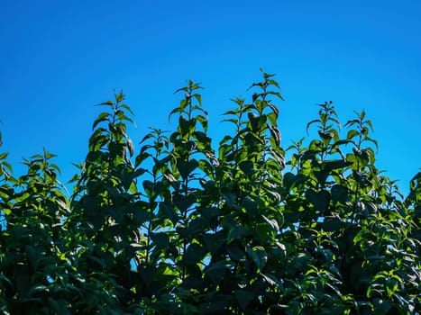 Green herb Helianthus tuberosus against the blue sky. Helianthus tuberosus. Herbaceous tuberous plant. The aster family. Stern view. Blue sky. Agricultural business. Background image.