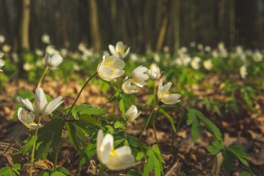 Meadow of wood anemone flowers in the forest, spring view