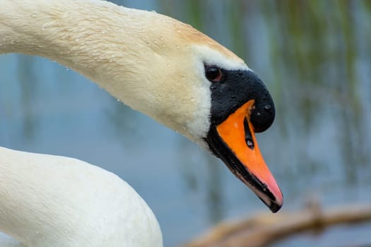 Close-up of the head and neck of a white swan, Stankow, Lubelskie, Poland