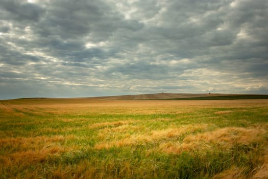 Huge field with grain and cloudy sky, Staw, Lubelskie, Poland
