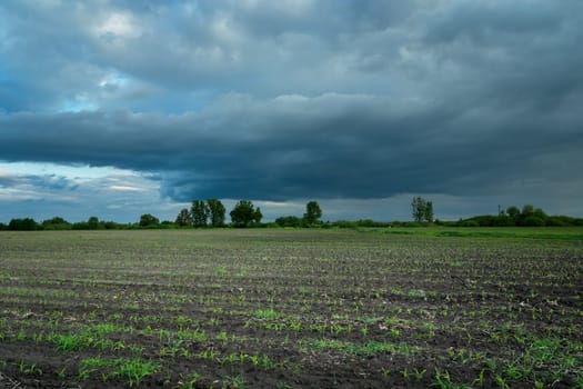 Young plant in the field and cloudy sky, Nowiny, Lubelskie, Poland