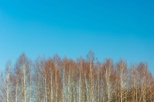 The tops of birch trees and blue sky, spring view