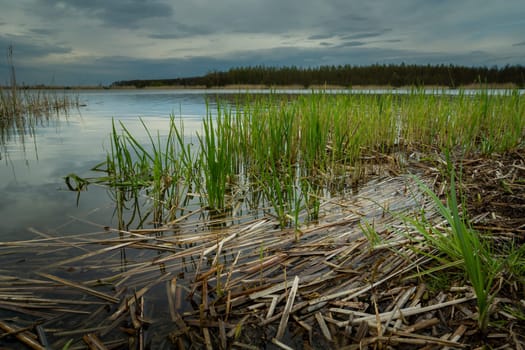 Dry reeds in the lake and cloudy sky, Stankow, Lubelskie, Poland