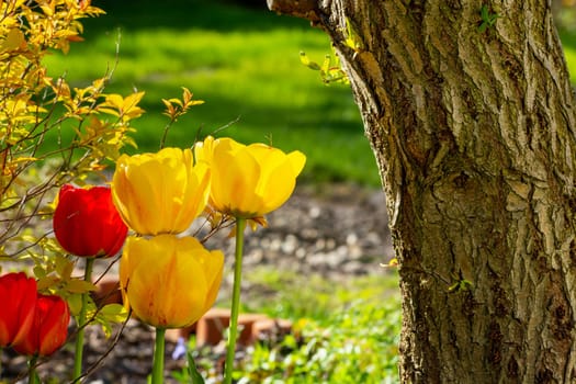 Tulips growing next to a tree trunk in a garden, spring day