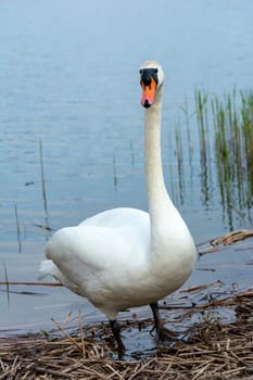 A white swan standing on the shore of a lake, Stankow, Lubelskie, Poland