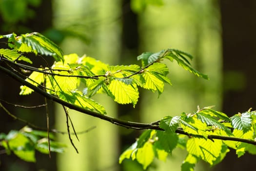 A branch of green hazel highlighted with sunlight, spring view