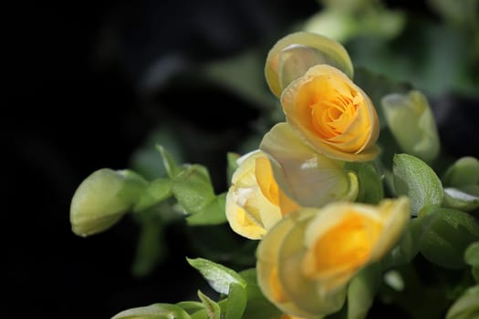 Closeup of yellow begonia flowers in bloom.