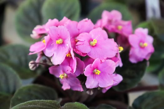 Closeup of pink African Violet flowers in bloom.
