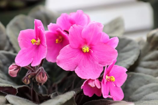 Closeup of pink African Violet flowers in bloom.