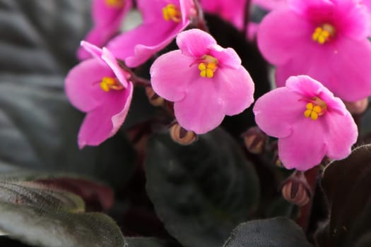 Closeup of pink African Violet flowers in bloom.