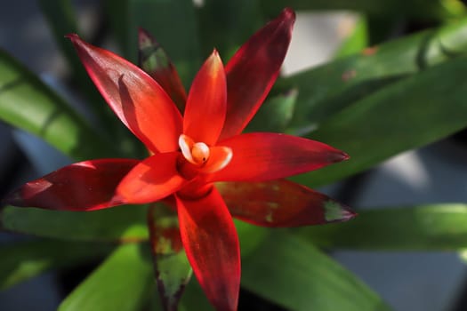 Closeup top view of red bromeliad leaf stalks.