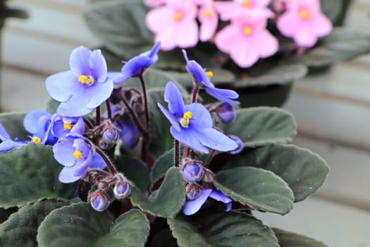 Closeup of pink African Violet flowers in bloom