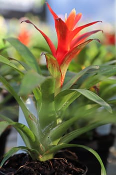 Side view of a bromeliad flower in bloom.