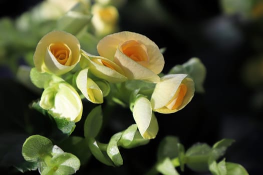 Closeup of yellow begonia flowers in bloom.