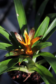 Top view of a yellow orange bromeliad in color.