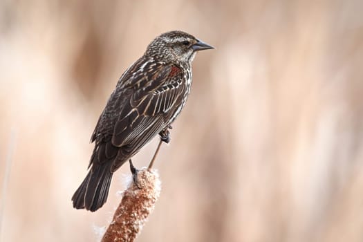 A female Redwinged Blackbird on a cattail.