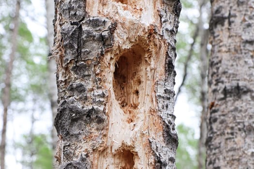 Holes on trees pecked out by a wood pecker.