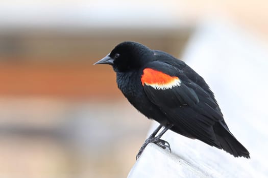 Closeup of a Red Winged Blackbird on a boardwalk rail.