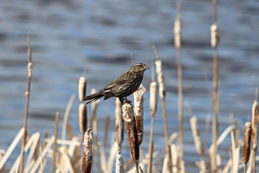 A female blackbird sits on cattail reeds in a pond.