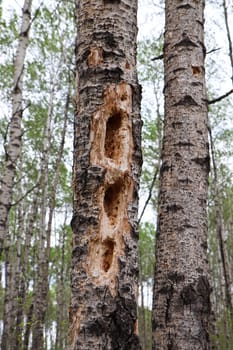 Holes on trees pecked out by a wood pecker.