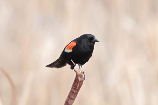 A male redwing blackbird sits on dry cattail reeds.
