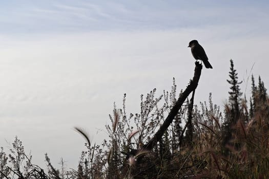 silhouette of a Whisky Jack bird on a branch.