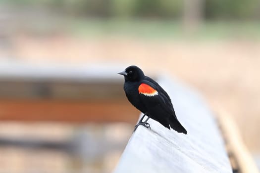 Closeup of a Red Winged Blackbird on a boardwalk rail.