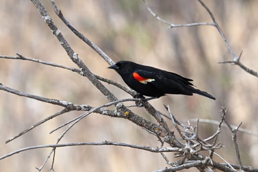 A male redwinged blackbird sits on bare branches.