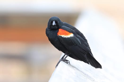 Closeup of a Red Winged Blackbird on a boardwalk rail.