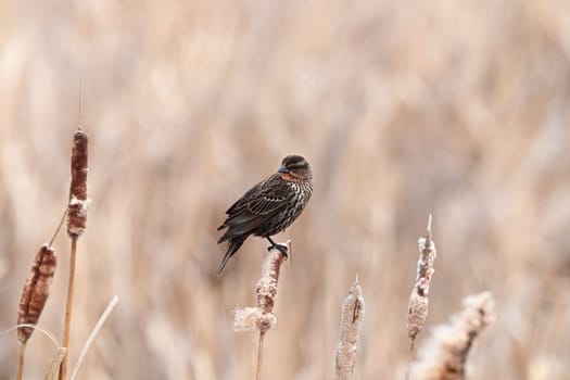 A female redwinged blackbird sits on cattail reeds.