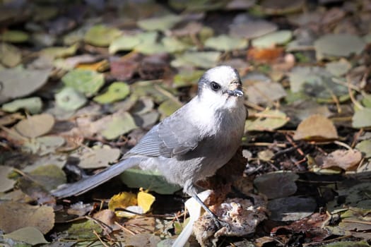 A Whiskey Jack bird stands on the ground in the fall.