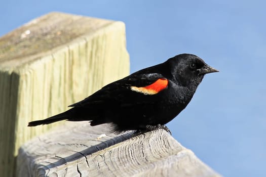A male red winged blackbird sits on a boardwalk rail.