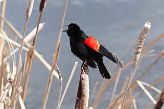 A red winged blackbird singing in the springtime.