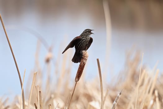 A female Red Winged Blackbird calls out.