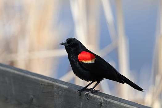 A Redwinged blackbird sits on a wooden rail.