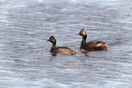 A male and female eared grebe swiming in water.
