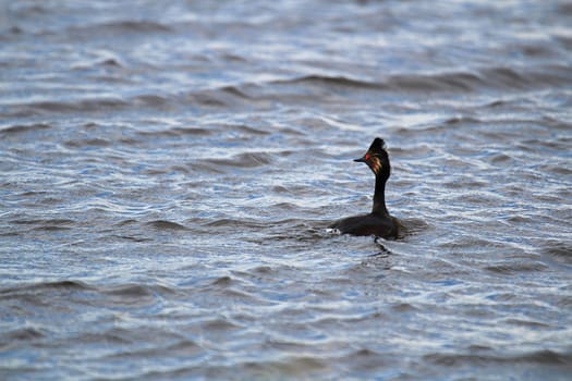 The back of an eared grebe swimming in water.