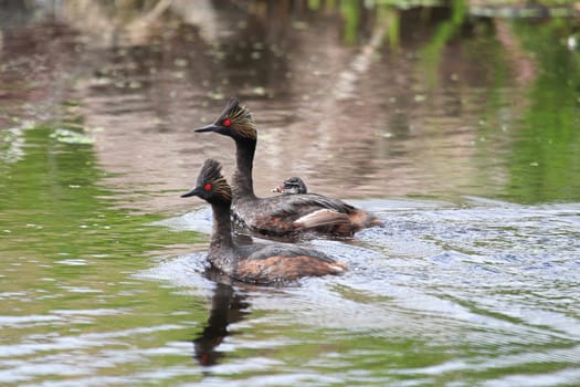 A family of eared grebe swiming along the shore.