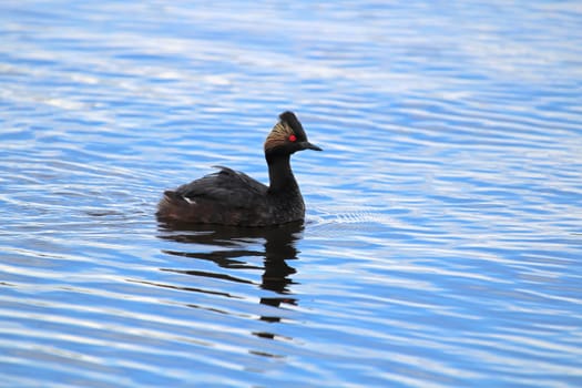 An eared grebe swimming in wavy blue water.
